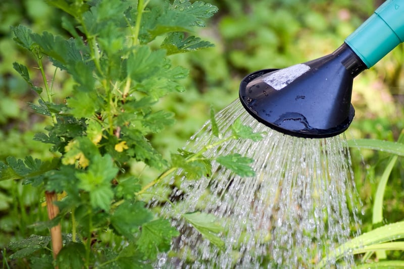 Crystal Watering Cans