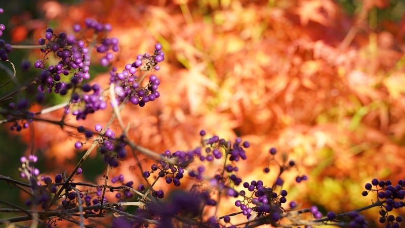 Beautyberry