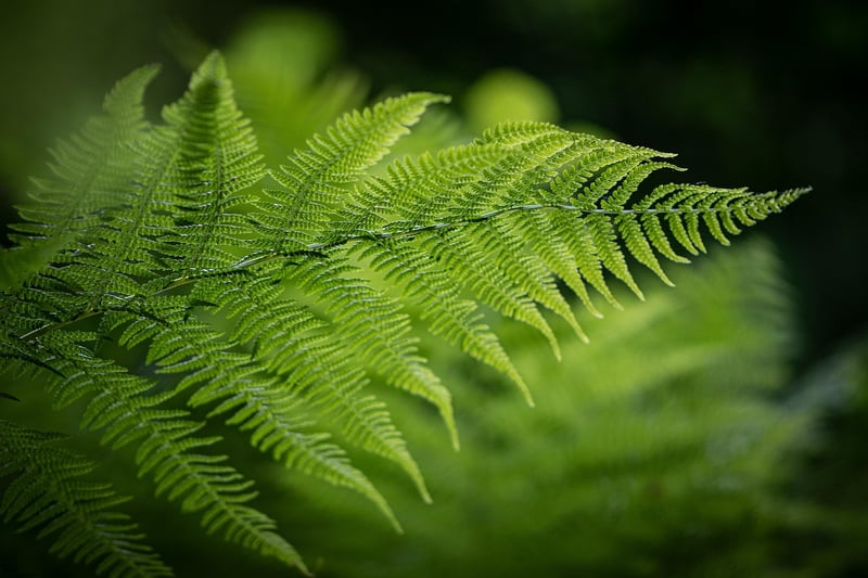 Dragon's Breath Fern
