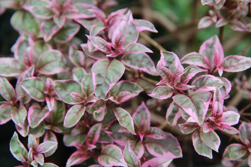 Variegated Weigela